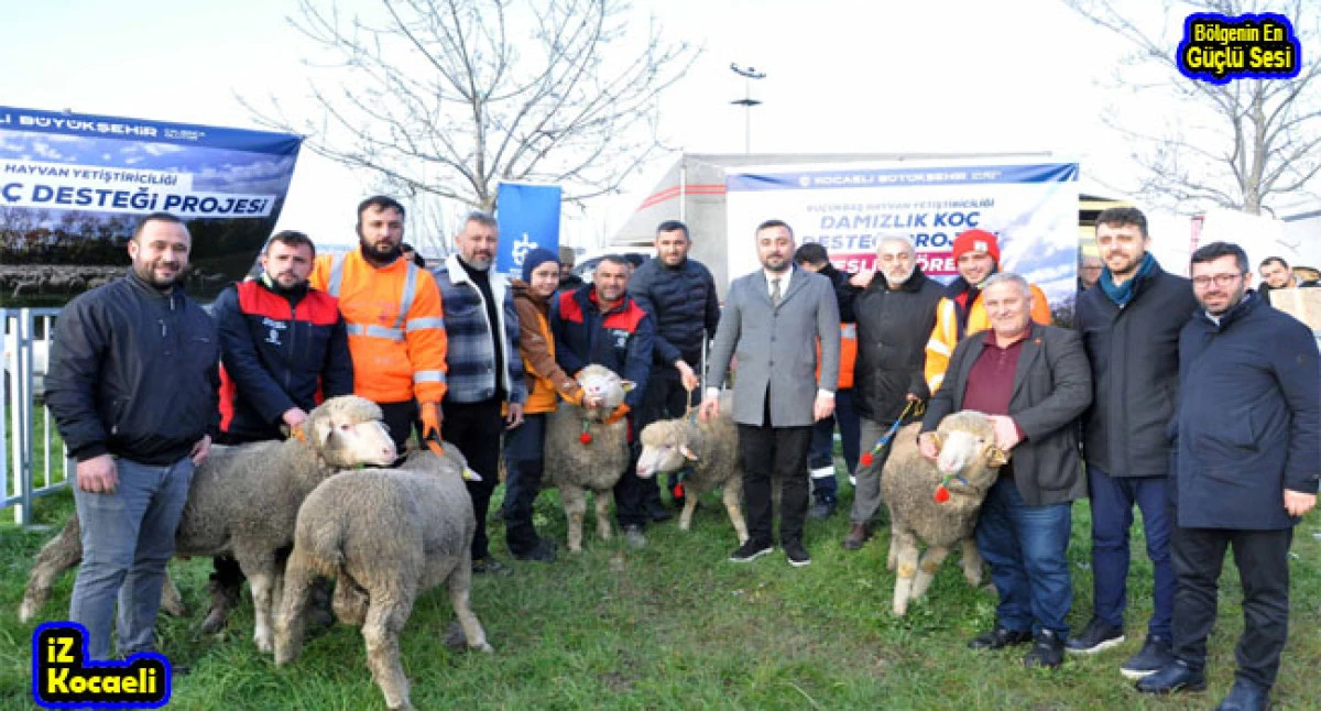 Büyükşehir’den üreticilere damızlık koç desteği