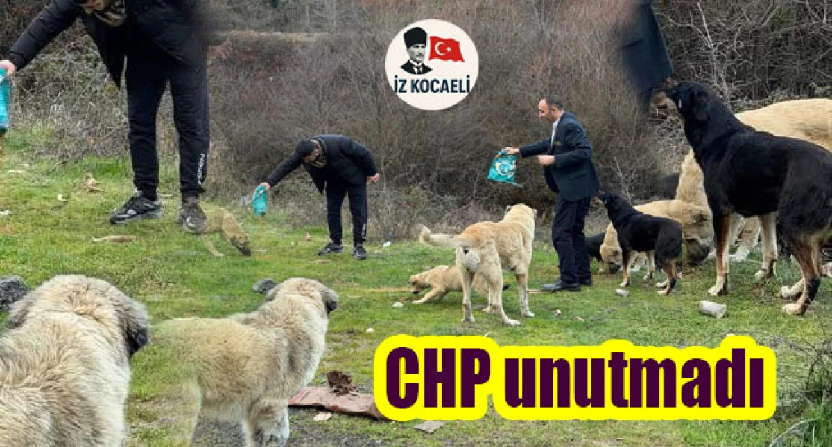CHP &Ccedil;ayırova Sokak dostlarını unutmadı