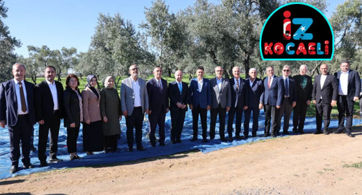 DARICA BELEDİYESİ- GEBZE TEKNİK ÜNİVERSİTESİ İŞBİRLİĞİNDE İLK ZEYTİN HASADI GERÇEKLEŞTİ