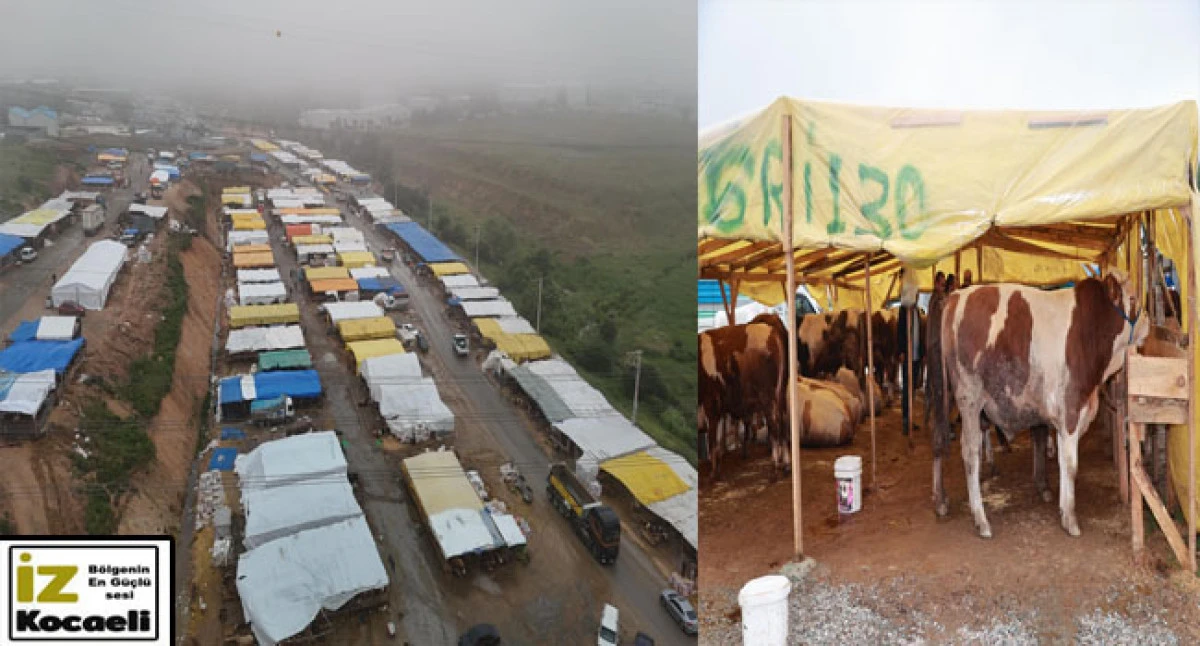 Gebze Kurban Pazarı Balçık Köyünde Kuruldu