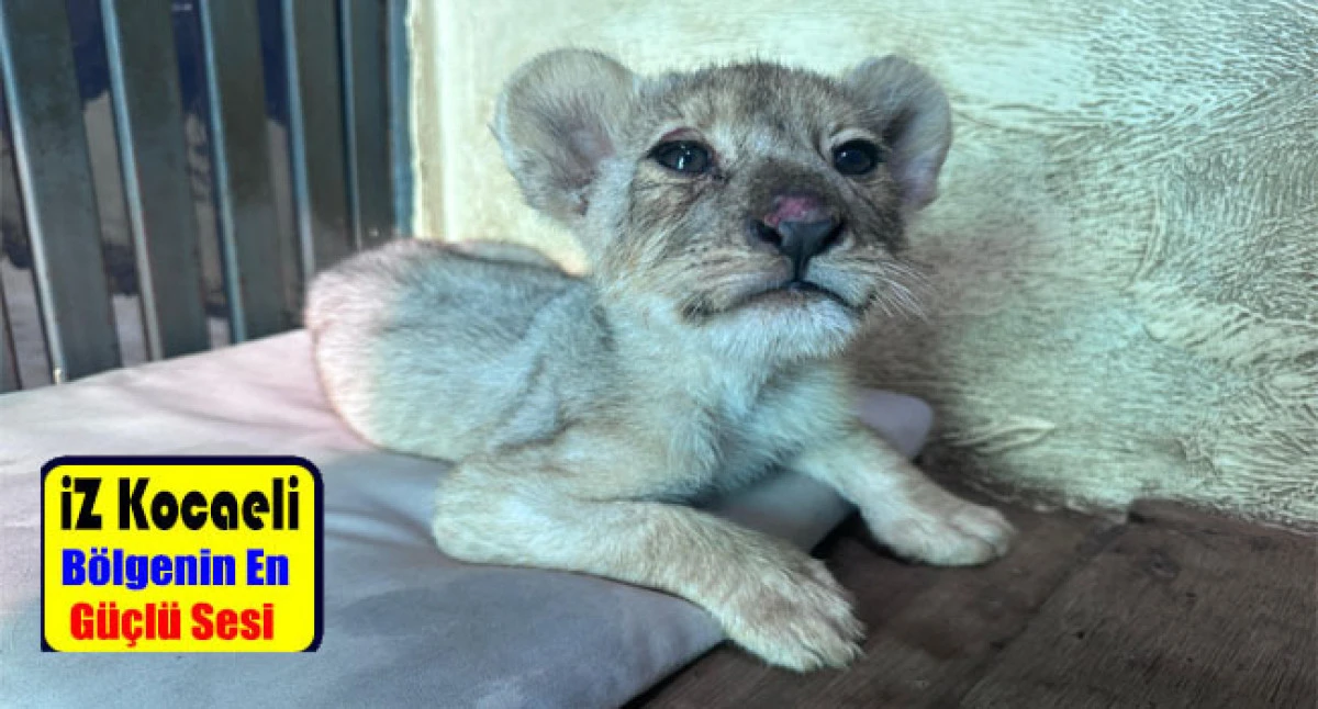 Kaçak Yollardan Getirilen Aslan Yavrusu Aslan Park’ta Koruma Altına Alındı