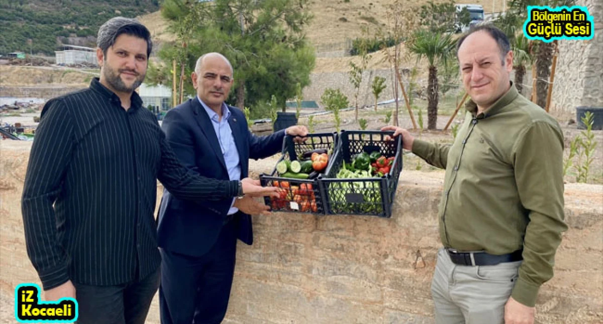Körfez’de ata tohumunun ilk hasadı yapıldı