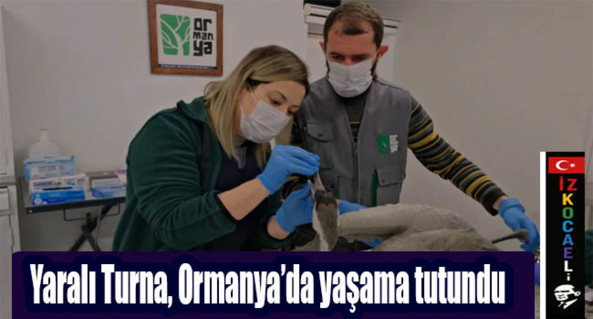Yaralı Turna, Ormanya&rsquo;da yaşama tutundu